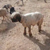 فروش،میش،بختیاری قنقر|حیوانات مزرعه|ارژن, |دیوار