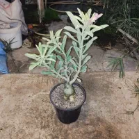 گل آدنیوم بزرگ|گل و گیاه طبیعی|کرمانشاه, |دیوار