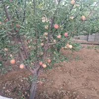 فروش باغ شهر کدیون متراژ 500متر تا 1200متری،