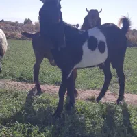 نر تخمی|حیوانات مزرعه|گلپایگان, |دیوار