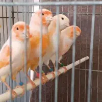 قناری رد فکتور موزائیکی سوپر سرخ