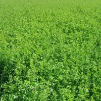 یونجه