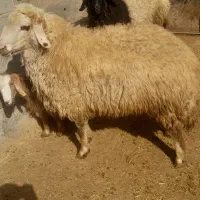 حیوانات مزرعه