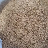 گندم وجو...آرپا و بوغدا خریدارم ۵۵ هزار