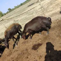 گوسفند داشتی