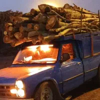 خریدار درخت حتی در روز تعطیل نقدی