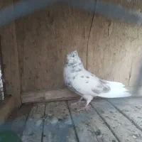 کفتر پرشی|پرنده|قم, ناصردیوان|دیوار