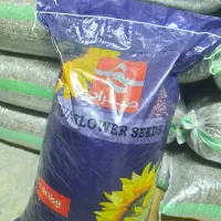 تخمه آفتاب دورسفید