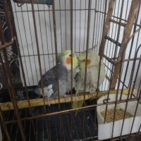 عروس هلندی
