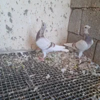 کبوتر پیازی