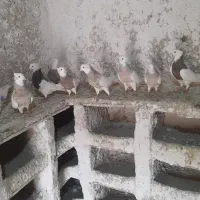 کبوترطوق اجری|پرنده|کنگاور, |دیوار