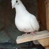 یک عدد سار نکریز  تهرانی