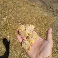 ذرت علوفه ای