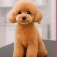 استخدام نیرو۱-فروشنده پتشاپ۲-آرایشگر حیوانات خانگی