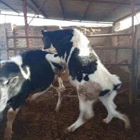 گوساله نر|حیوانات مزرعه|نیشابور, فضل|دیوار