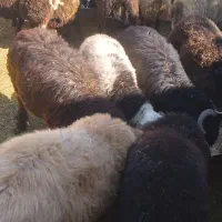 بره نر جفتی ۸۰کیلو|حیوانات مزرعه|ششده و قره بلاغ, |دیوار