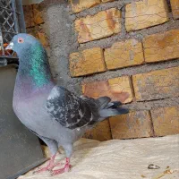 کفتر پرشی ساعت سنگین|پرنده|شاهرود, |دیوار