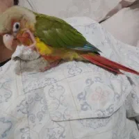 پرنده (طوطی گرینچیک)