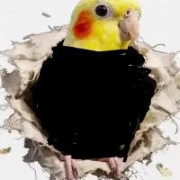 عروس هلندی پیدا شده