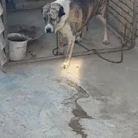 ماده البای بزرگترین ماده داخل ایران|سگ|ورامین, جعفر آباد اخوان|دیوار