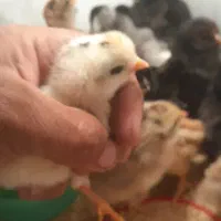 فروش جوجههای یک روزه محلی وکاکلی و برهما|حیوانات مزرعه|شیراز, گچی|دیوار