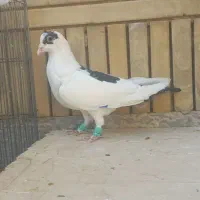 کفتر|پرنده|شیراز, شیشه‌گری|دیوار