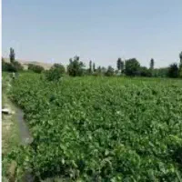 انگور کشمشی