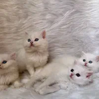 گربه بریتیش دوماهه