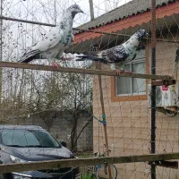 ۵کبوتر پرشی به شرط نطفه وپرش|پرنده|رشت, حومه رشت|دیوار