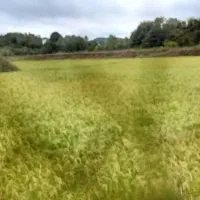 فروش-23000-متر-شالیزار-سنتی-با-جاده-اختصاصی