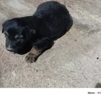 توله ژرمن فیس|سگ|خرمشهر, |دیوار