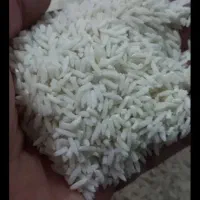 برنج طارم هاشمی اعلا..کشت خودمونه واس امسال