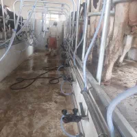 شیردوش گاو صنعتی|ماشین‌آلات صنعتی|اصفهان, شهرک صنعتی امیرکبیر (شاپور جدید)|دیوار