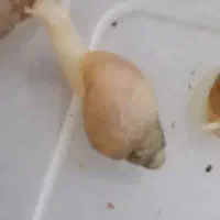 حلزون پرورشی و آموزش نقاشی