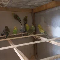 مرغ عشق و عروس هلندی