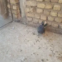 ماده دم گیر|پرنده|برخوار, |دیوار