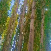 درخت چنار و درخت بید