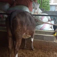 گاو|حیوانات مزرعه|شیراز, حومه شیراز|دیوار