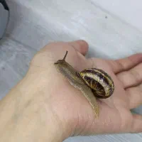 ۱۱ تا حلزون اگزوتیک|خزنده|شیراز, معالی‌آباد|دیوار