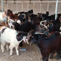 کهره|حیوانات مزرعه|دلوار, |دیوار