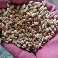 گندم بذری پیشگام|عمدهفروشی|سلطانیه, |دیوار