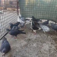 کفتر هوایی|پرنده|شیراز, کوشک میدان|دیوار