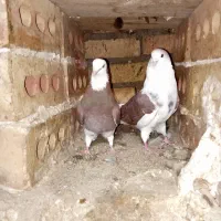 کبوتر|پرنده|سراب, |دیوار