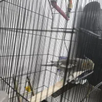 عروس هلندی و مرغ عشق قفس