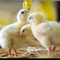 نیازمند شریک مالی و سرمایه