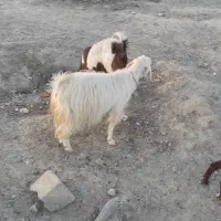 فروش سه عدد بز داشتی آبستن