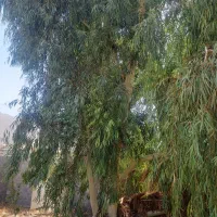 خرید چوب ودرخت
