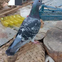 دو عدد مسافتی|پرنده|برازجان, |دیوار