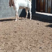 نری گلابی