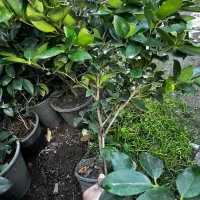 گل یاس گلدانی|گل و گیاه طبیعی|رامسر, |دیوار